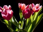 TULIPS