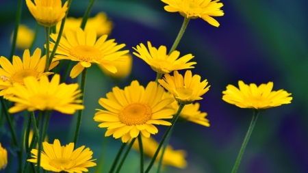 DAISIES - stems, petals, nature, colors