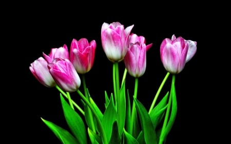 TULIPS - leaves, colors, stems, petals