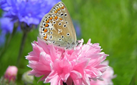 BUTTERFLY - INSECT, WINGS, FLOWERS, PETALS