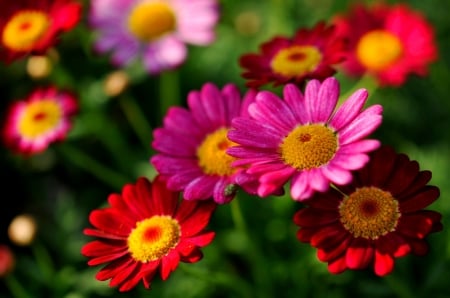 DAISIES - leaves, colors, stems, petals