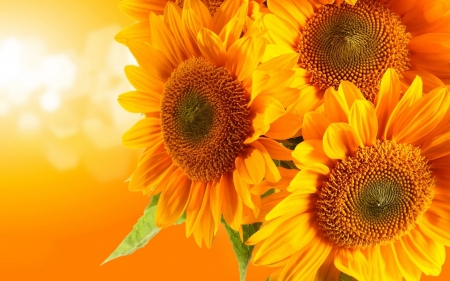 â€¢âŠ°âœ¿âŠ±â€¢ - sunflower, nature, flower, petals