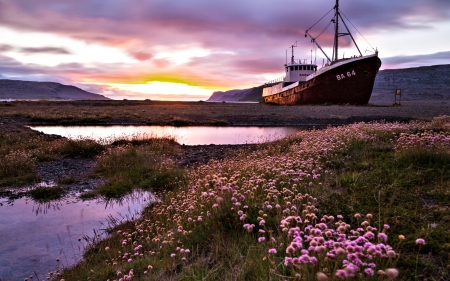 Purple Sky - nature, purple, sky, flowers