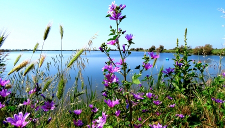 Blue Lake - nature, lake, flowers, blue