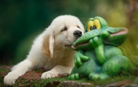 Kiss - puppy, frog, golden retriever, toy, funny, caine, kiss, dog, animal, green, sweet, cute