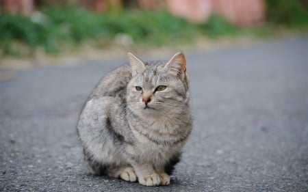 Cute Cat - road, cute, animal, cat