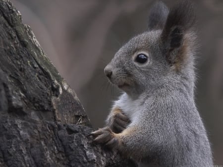 Squirrel - cute, animal, squirrel, veverita