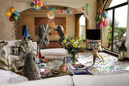 Animal party - dance, cat, humour, animal, party, funny, balloon, pisica