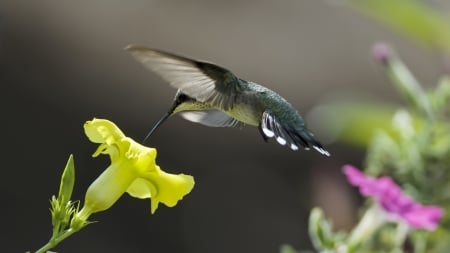 Hummingbird - bird, blossom, wings, flower, petals