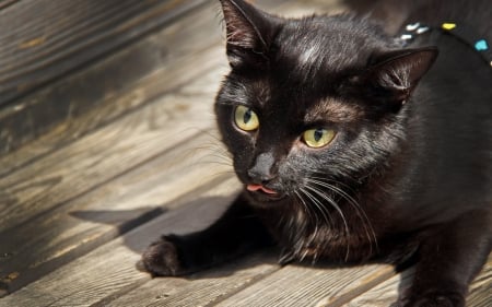 Black cat - black, animal, pisica, wood, cat