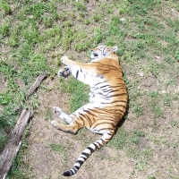 Tiger, Tautphaus Park Zoo, Idaho Falls, ID