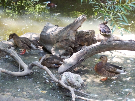 Ducks in Shade, Tautphaus Park Zoo, Idaho Falls, Idaho - Tourism, Ducks, Birds, Zoos