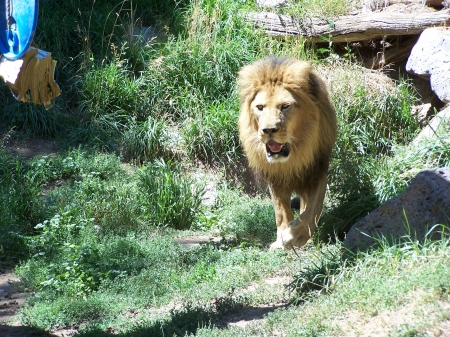 Lion in Hot Sun, Tautphaus Park Zoo, Idaho Falls, ID - big cats, endangered species, zoos, tourism