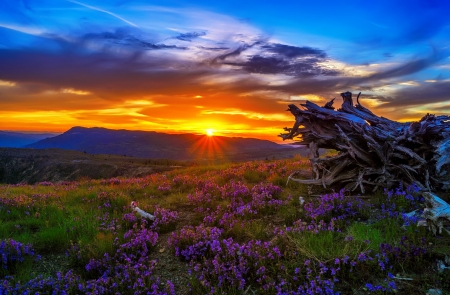 Mountain sunset - sky, landscape, hills, mountain, summer, sunset, amazing, beautiful, wildflowers