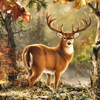 Whitetail Deer Buck F1