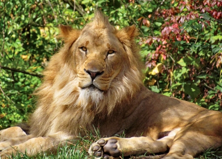 FOR LIONESS F - beautiful, photography, photo, wide screen, animal, feline, cats, lion, wildlife