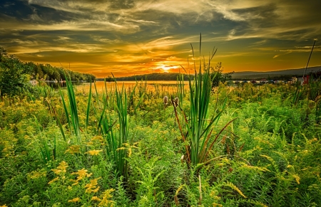 Sunrise over the Meadow - Sunrise, Flower, Nature, Meadow