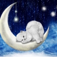 Little Kitten on The Moon