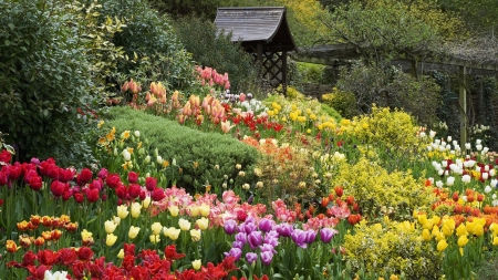 Rose Garden - colors, summer, blossoms, roses