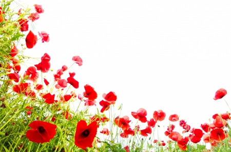 Poppies - white, red, green, card, flower, poppy