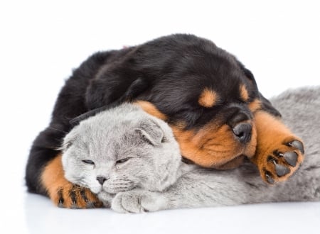 Sleepy cuties - dog, cat, black, pisica, grey, white, animal, sleep, kitten, cute, caine, puppy, couple