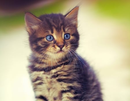 Kitten - pisica, animal, cute, kitten, cat, blue eyes