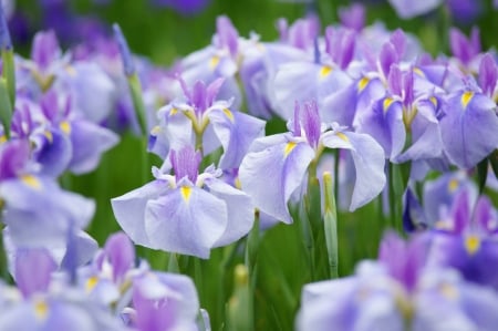 Irises - summer, blue, green, iris, field, flower, vara