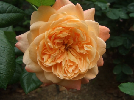 'Lawrence of Arabia' rose - flower, rose, petals, macro, nature