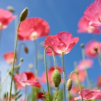 Poppies