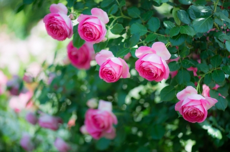 Roses - summer, green, trandafir, rose, flower, pink, vara