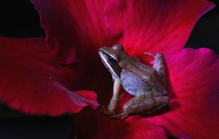 Frog - red, flower, pink, frog, broasca