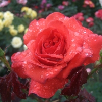 Drops on a Beauty