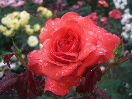 Drops on a Beauty - drops, dew, petals, flowers, macro, nature