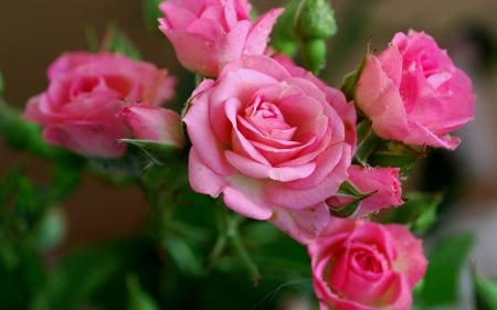 Lovely pink roses - roses, flowers, pink, leaves