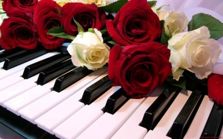 Rhythm of love - piano, white, red, Roses