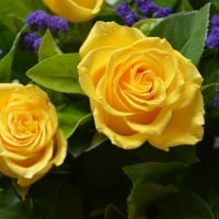 Yellow Roses