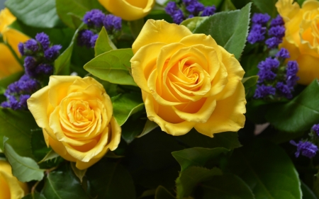 Yellow Roses - nature, yellow, roses, green, flowers, bouquet