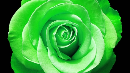 Green rose