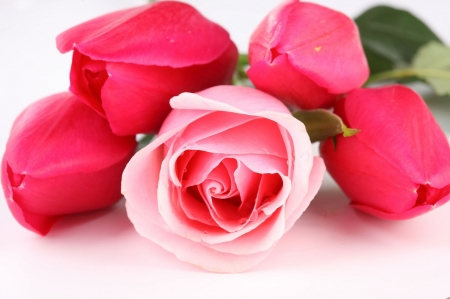 Dazzling Roses - Red, Pink, Flowers, Roses