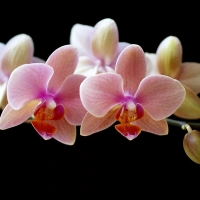 Pink Orchids