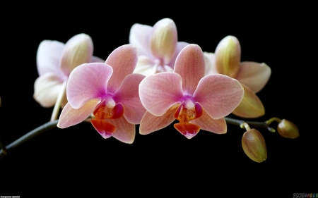 Pink Orchids - orchids, flowers, black, pink