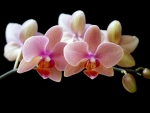 Pink Orchids