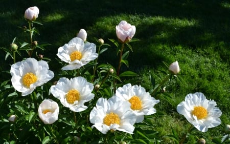 White Poenies - white, nature, green, flowers