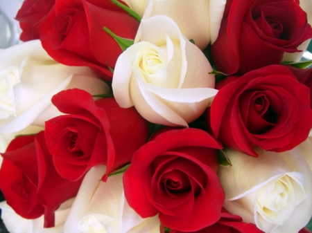 Gorgeous Roses - white, flowers, roses, red