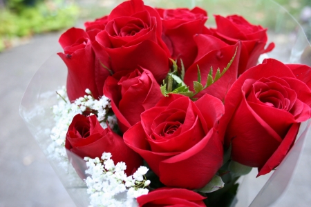 Beautiful Red Roses - love, flowers, roses, red