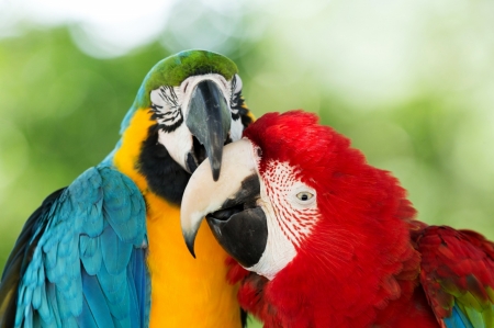 Kissing parrots - parrots, birds, animals, beak