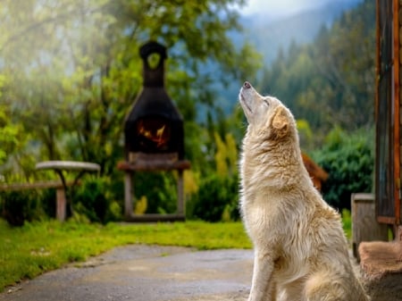 Sweet Smell of Summer - adorable, trees, sun, yard, dog, driveway, smelling, sweet, firplace