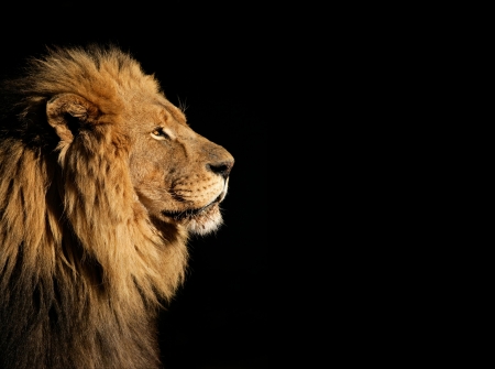 LEO THE LION - big, stare, mane, cats