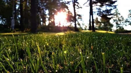 Grass - morning, early, forest, grass