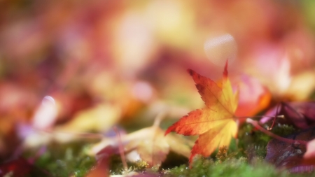 Autumn colors - grass, colors, nature, leaves